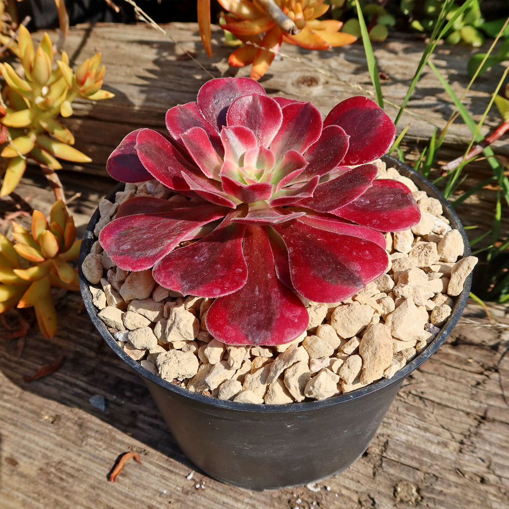 Aeonium chanel