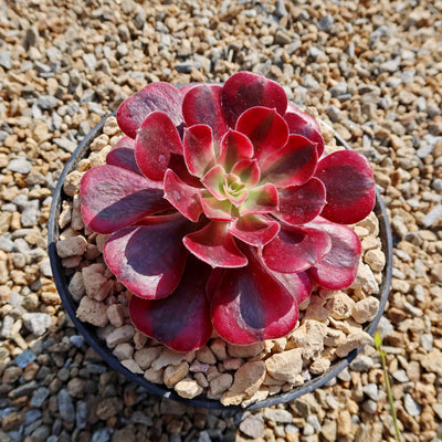 Aeonium chanel