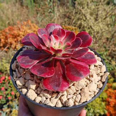 Aeonium chanel