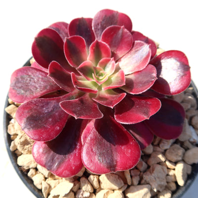 Aeonium chanel