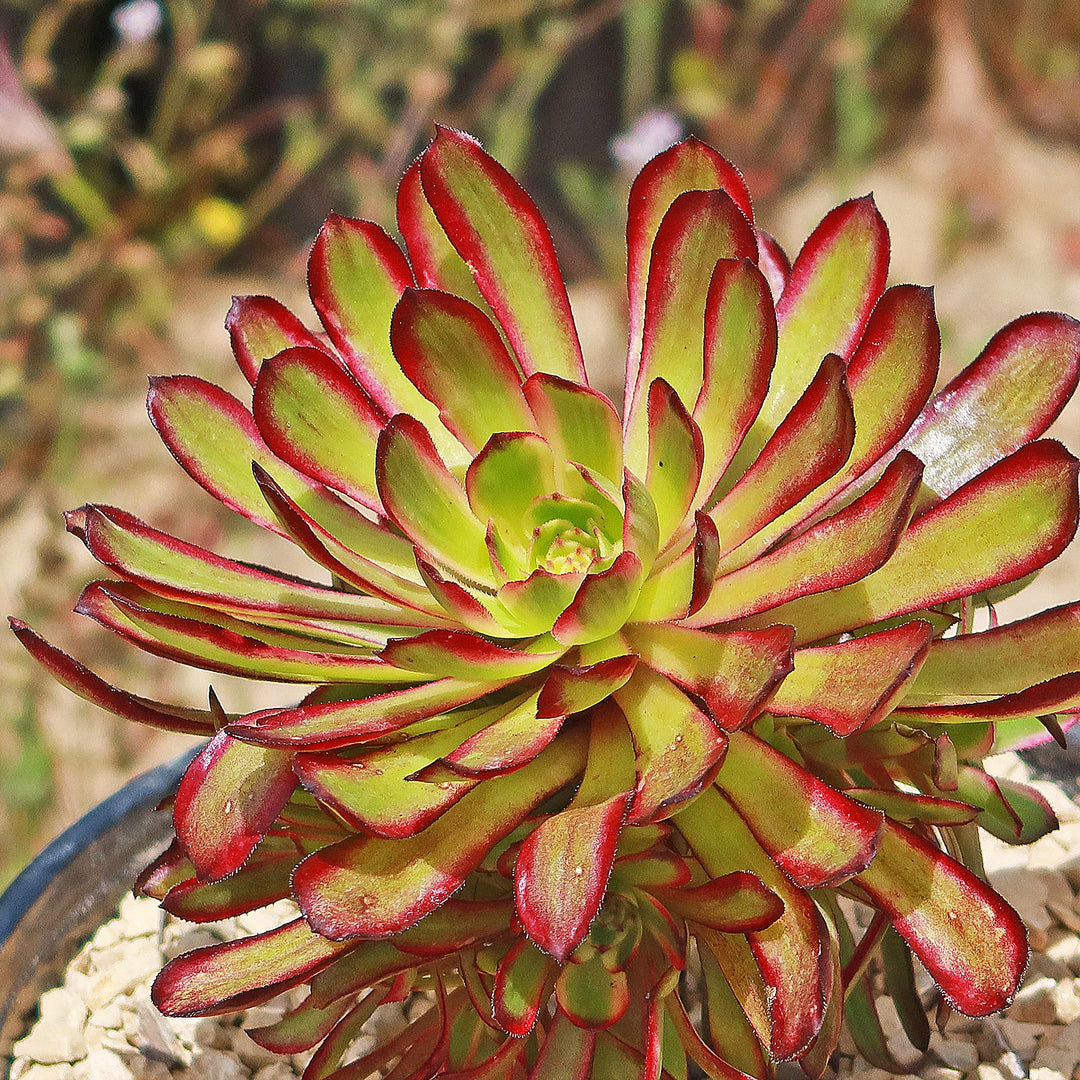 Live plant succulent Aeonium Mardi shops Gras crested