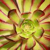 Aeonium &