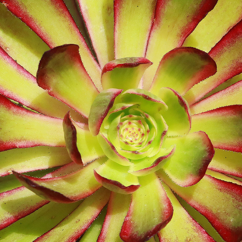 Aeonium &