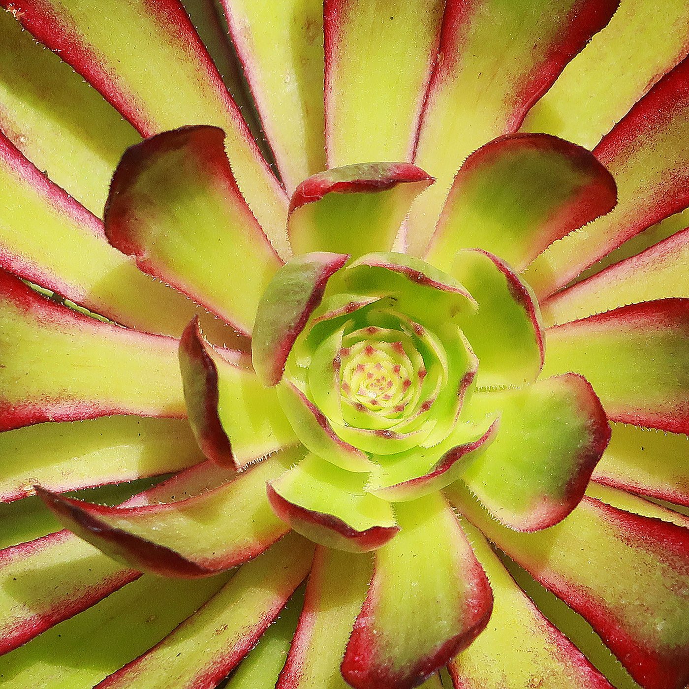 mardi gras succulent Aeonium 'Mardi Gras'- Shop Online at Planet Desert