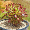 Aeonium &