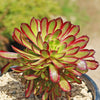 Aeonium &