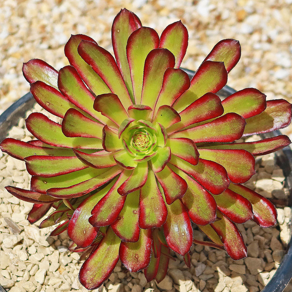 Aeonium &