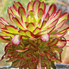 Aeonium &