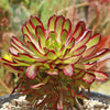 Aeonium &