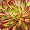 Aeonium &