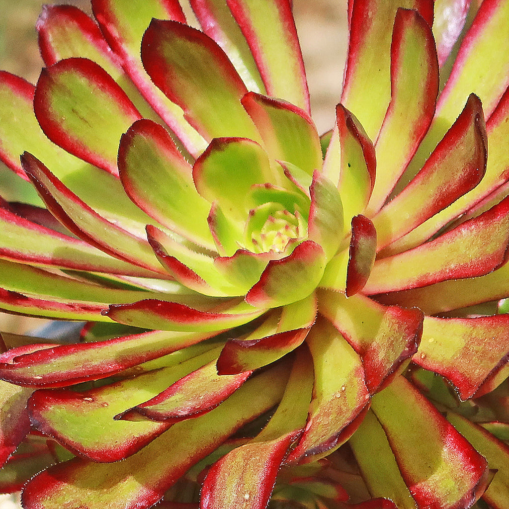 Aeonium &