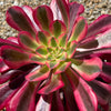 Aeonium medusa