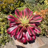 Aeonium medusa