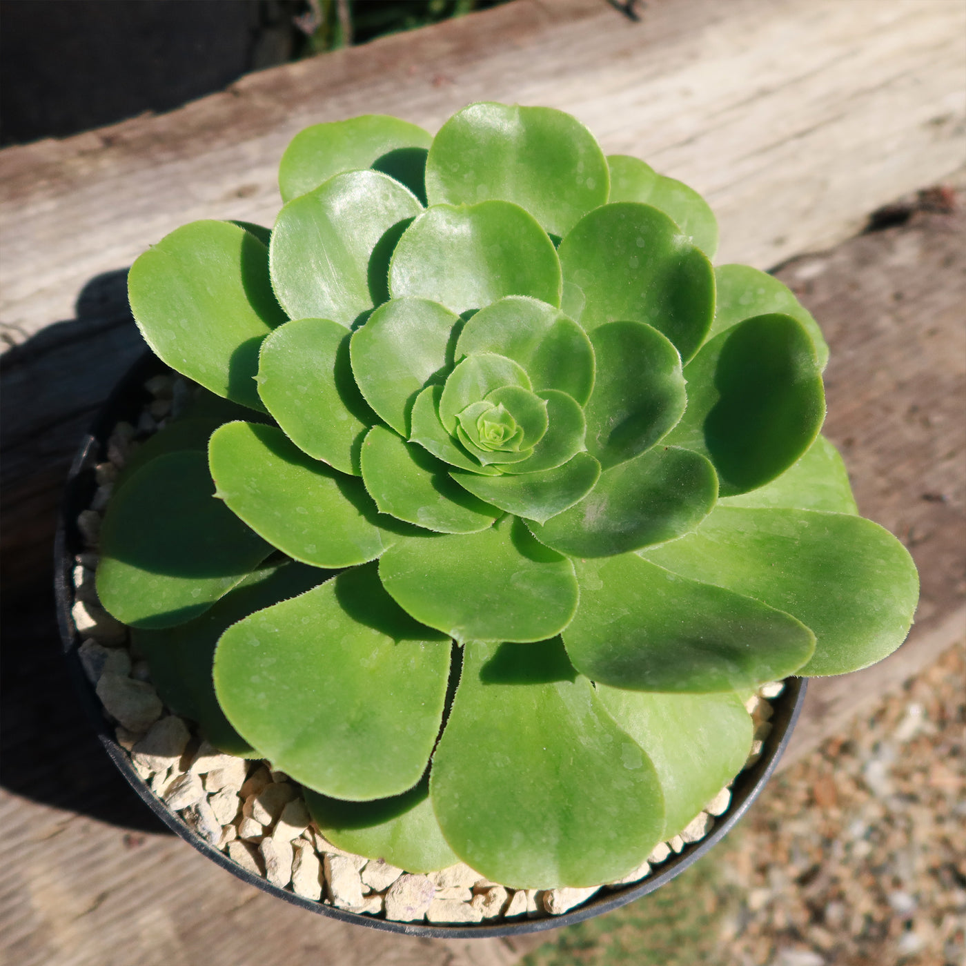 Aeonium Mint Saucer