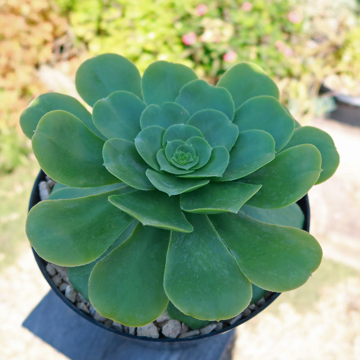 saucer plant succulent Shop 'Mint Aeonium Saucer' Care and Growing Guide Planet Desert