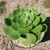 Aeonium Mint Saucer