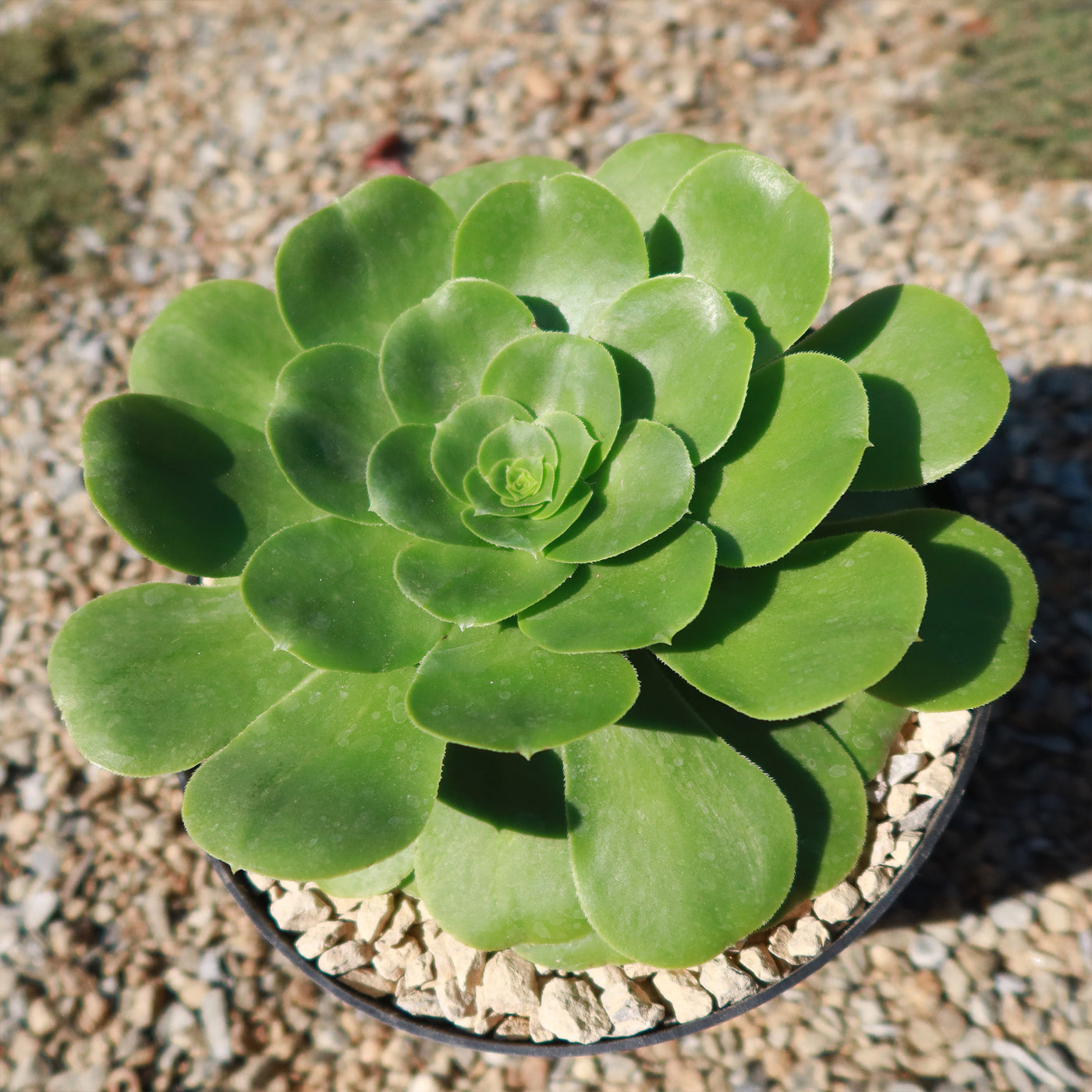 Aeonium Mint Saucer