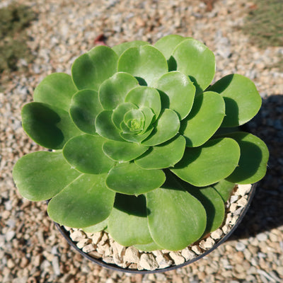 Aeonium Mint Saucer