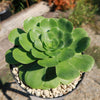 Aeonium Mint Saucer