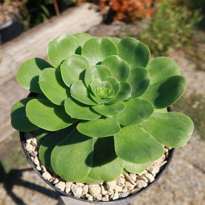 saucer plant succulent Aeonium Mint Saucer 2 Gal