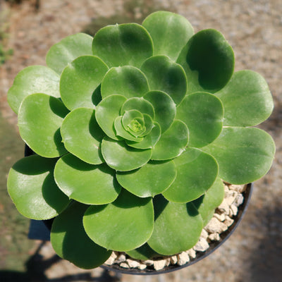 Aeonium Mint Saucer