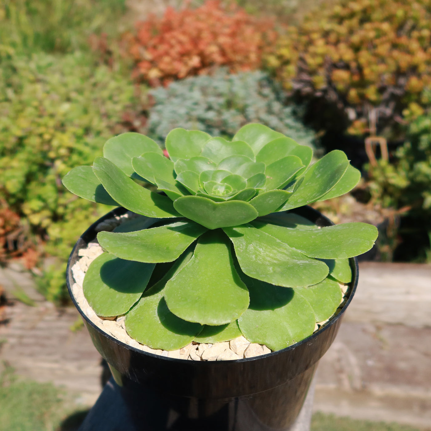 Aeonium Mint Saucer