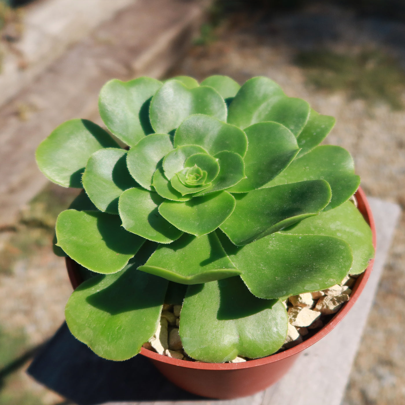 Aeonium Mint Saucer