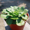 Aeonium Mint Saucer