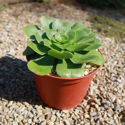 Aeonium Mint Saucer