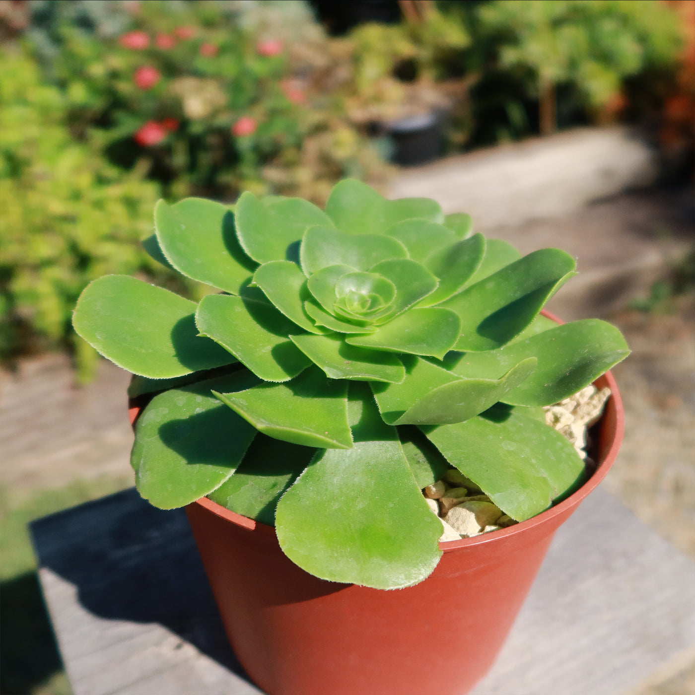 saucer plant succulent Aeonium Mint Saucer