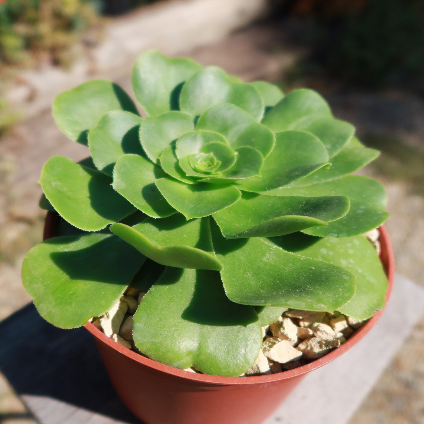 Aeonium Mint Saucer