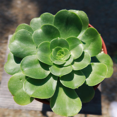 succulent saucer Aeonium Mint Saucer 2 Gal