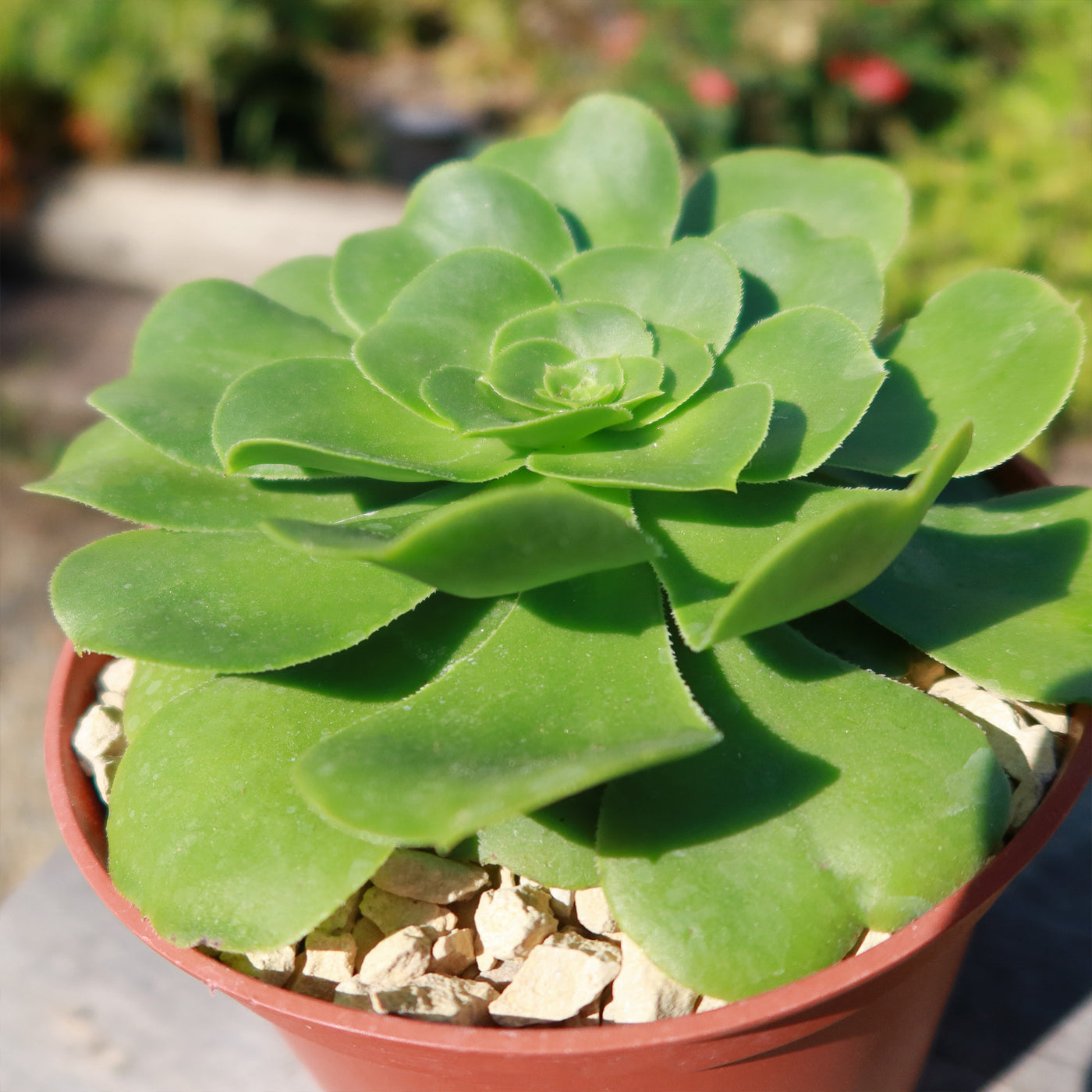 Aeonium Mint Saucer