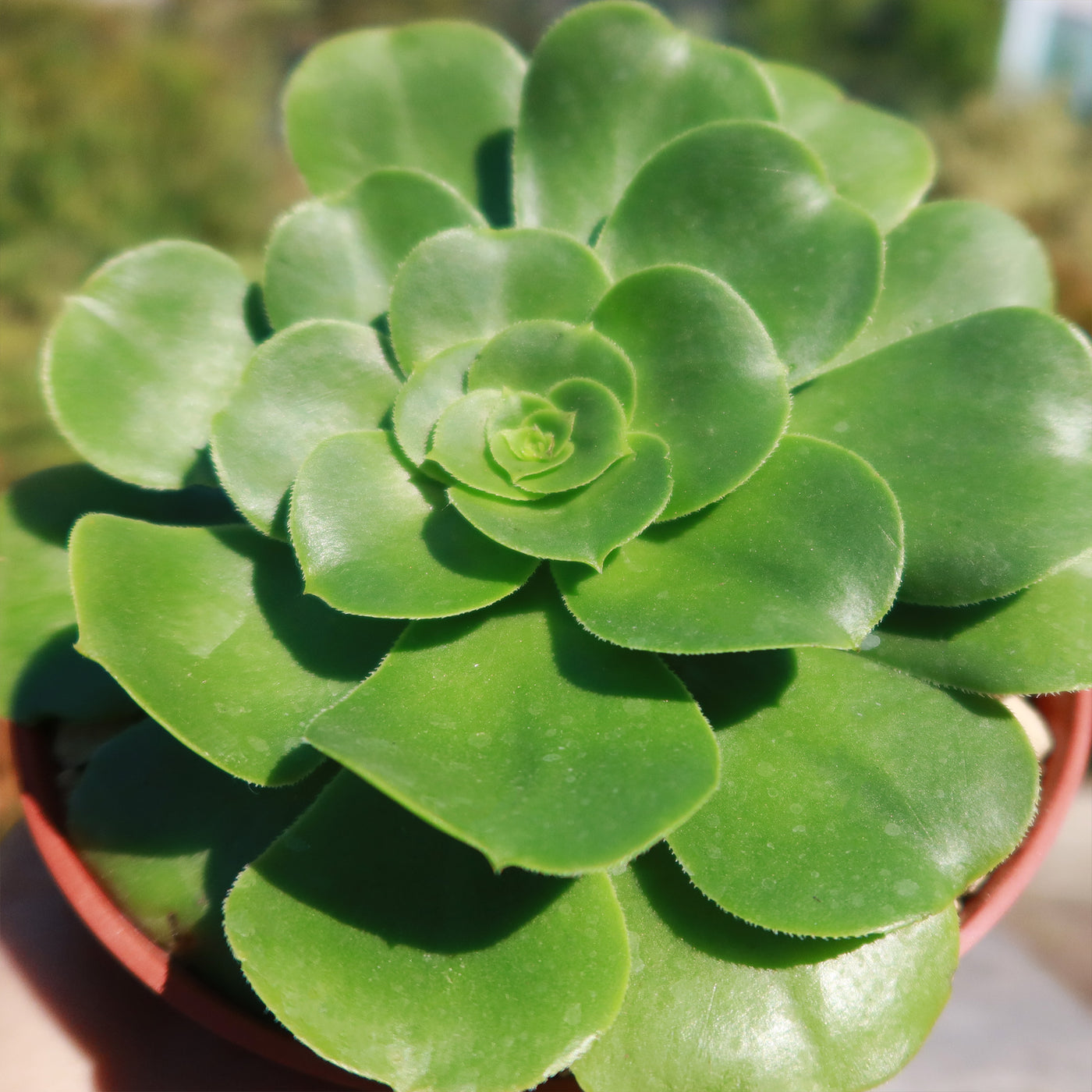 Aeonium Mint Saucer