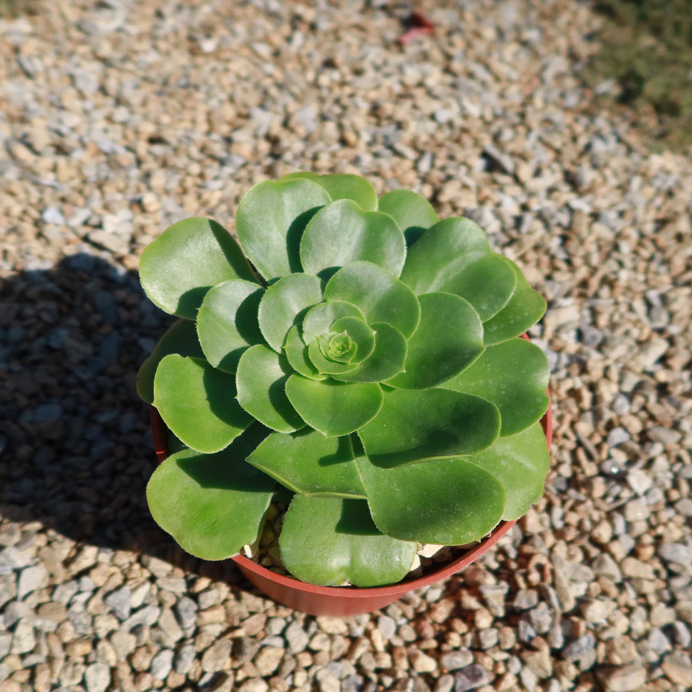 Aeonium Mint Saucer