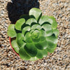 Aeonium Mint Saucer