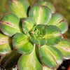 Lemon-Lime Starburst - Aeonium Starburst -2