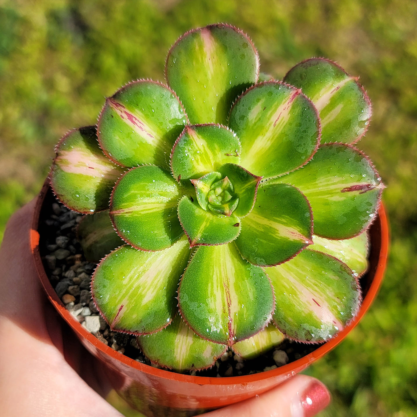 starburst succulent plant Aeonium 'Starburst'