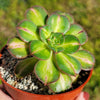 Lemon-Lime Starburst - Aeonium Starburst -5