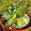 Lemon-Lime Starburst - Aeonium Starburst -6