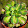 Lemon-Lime Starburst - Aeonium Starburst -1