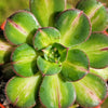 Lemon-Lime Starburst - Aeonium Starburst -3