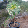 Aeonium sunburst