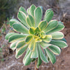 Aeonium sunburst