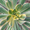 Aeonium sunburst