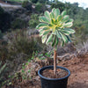 Aeonium sunburst