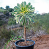 Aeonium sunburst