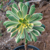 Aeonium sunburst