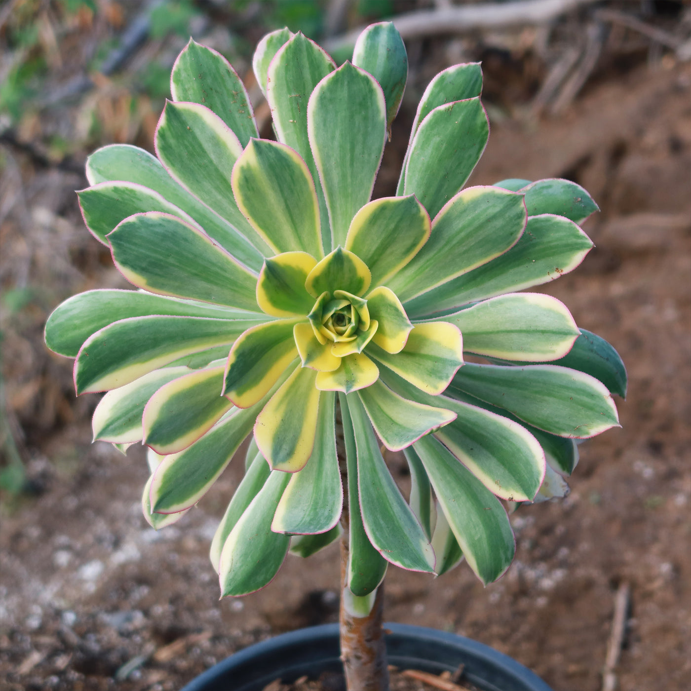 Aeonium sunburst