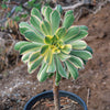 Aeonium sunburst